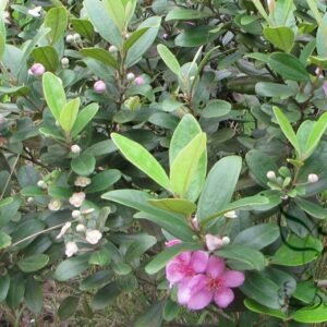 Rhodomyrtus Tomentosa, Rose Myrtle Seed 2000 PCS, Taojinliang