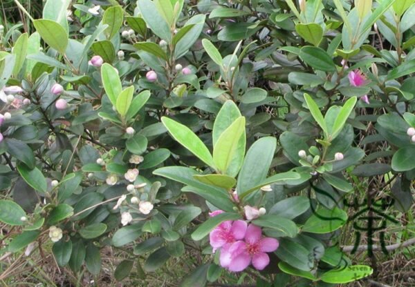 Rhodomyrtus Tomentosa, Rose Myrtle Seed 2000 PCS, Taojinliang