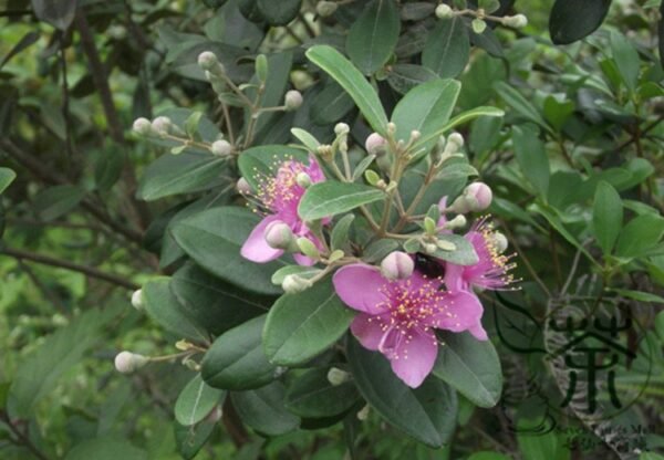 Rhodomyrtus Tomentosa, Rose Myrtle Seed 2000 PCS, Taojinliang - Image 3