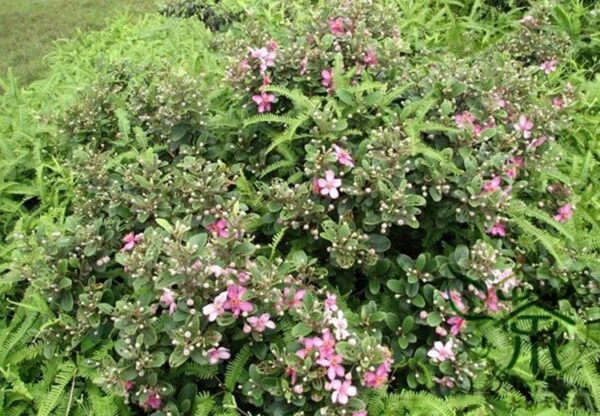 Rhodomyrtus Tomentosa, Rose Myrtle Seed 2000 PCS, Taojinliang - Image 6