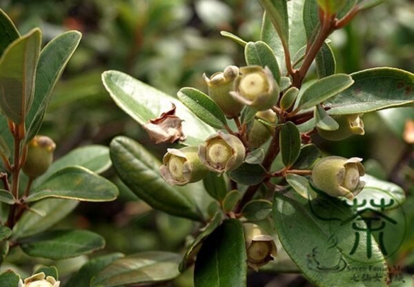 Rhodomyrtus Tomentosa, Rose Myrtle Seed 2000 PCS, Taojinliang - Image 8