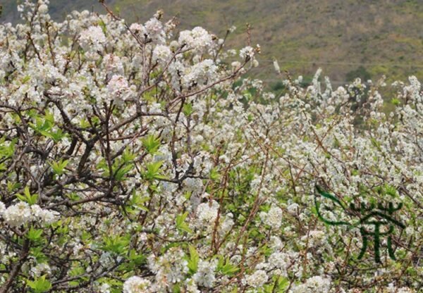 Prunus Salicina, Chinese Plum Seed 50 PCS, Prunus Triflora Lizi - Image 4