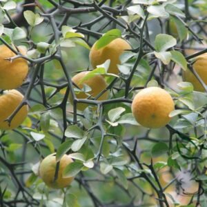 Poncirus Trifoliata, Trifoliate Orange Seed 500 PCS, Citrus Trifoliata Gouju