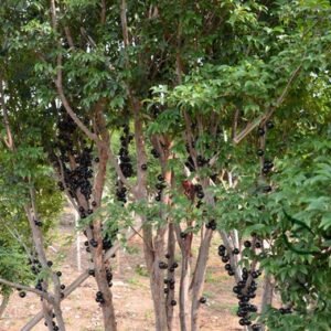 Plinia Cauliflora, Jabuticaba Jaboticaba Seed 200 PCS, Jiabaoguo