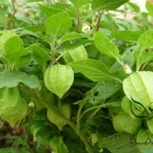 Physalis Alkekengi, Chinese Lantern Seed 2000 PCS, Winter Cherry Jindenglong