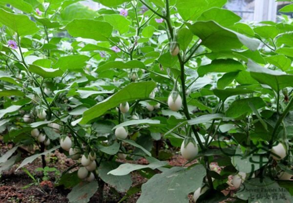 Ornamental Eggplant, Solanum Melongena Seed 2000 PCS, Guangshangqie - Image 2