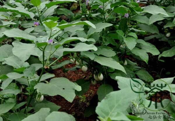 Ornamental Eggplant, Solanum Melongena Seed 2000 PCS, Guangshangqie - Image 3