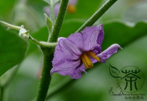 Ornamental Eggplant, Solanum Melongena Seed 2000 PCS, Guangshangqie - Image 4