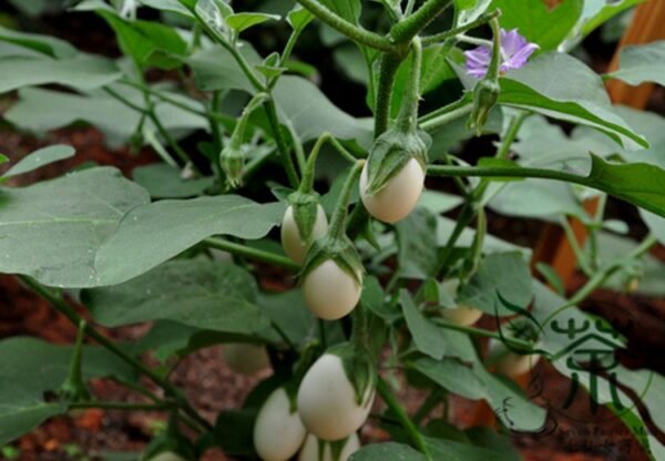 Ornamental Eggplant, Solanum Melongena Seed 2000 PCS, Guangshangqie - Image 5