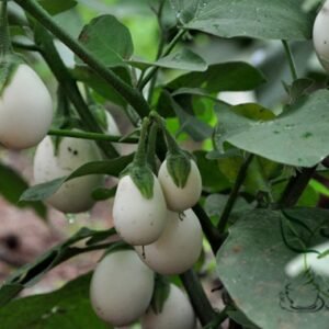 Ornamental Eggplant, Solanum Melongena Seed 2000 PCS, Guangshangqie