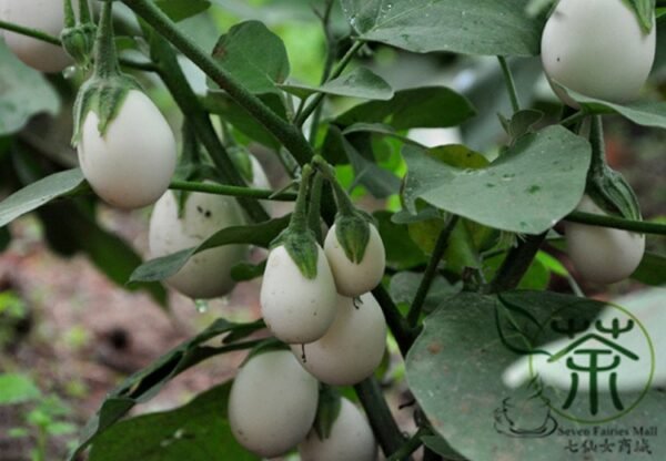 Ornamental Eggplant, Solanum Melongena Seed 2000 PCS, Guangshangqie