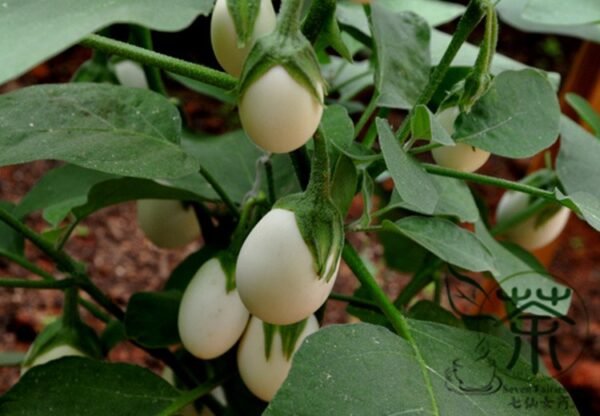 Ornamental Eggplant, Solanum Melongena Seed 2000 PCS, Guangshangqie - Image 6