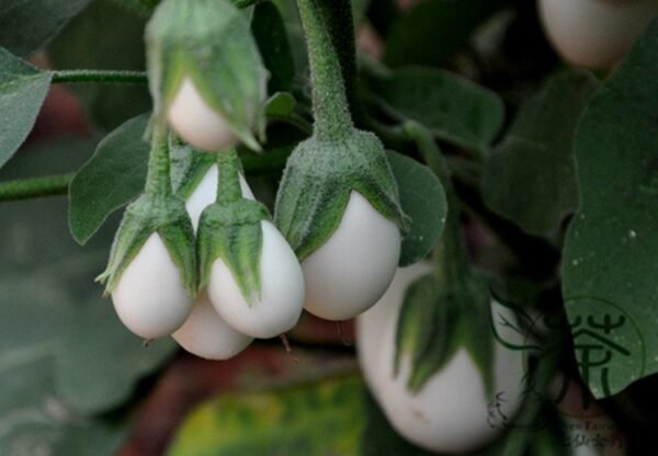 Ornamental Eggplant, Solanum Melongena Seed 2000 PCS, Guangshangqie - Image 7