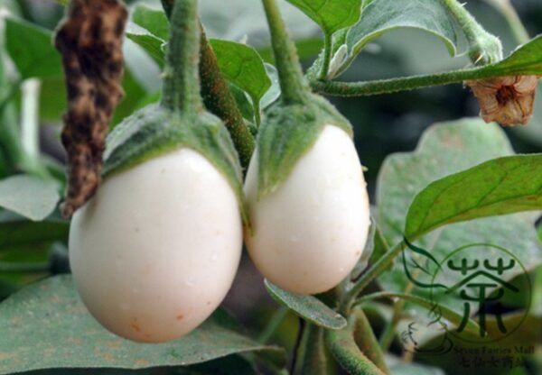 Ornamental Eggplant, Solanum Melongena Seed 2000 PCS, Guangshangqie - Image 8