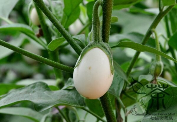 Ornamental Eggplant, Solanum Melongena Seed 2000 PCS, Guangshangqie - Image 9