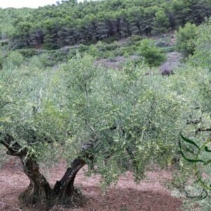 Olea Europaea, European Olive Seed 30 PCS, Olive Tree Youganlan