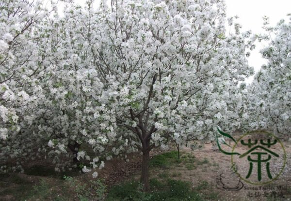 Malus Robusta, Red Malus Seed 1000 PCS, Red Sentinel Baleng Haitang - Image 4