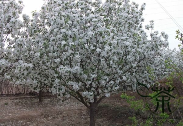 Malus Robusta, Red Malus Seed 1000 PCS, Red Sentinel Baleng Haitang - Image 5