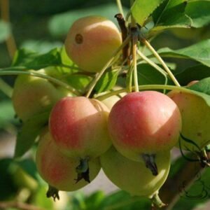 Malus Robusta, Red Malus Seed 1000 PCS, Red Sentinel Baleng Haitang