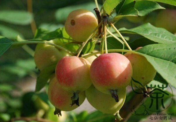 Malus Robusta, Red Malus Seed 1000 PCS, Red Sentinel Baleng Haitang