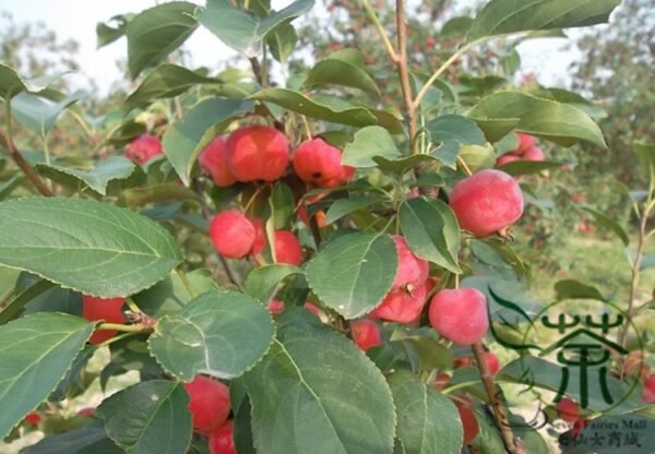 Malus Robusta, Red Malus Seed 1000 PCS, Red Sentinel Baleng Haitang - Image 9