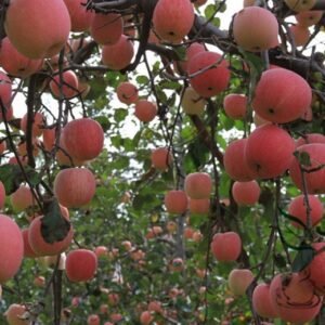 Malus Pumila, Malus Domestica Seed 500 PCS, Apple Tree Pingguo