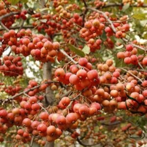 Malus Micromalus, Midget Crabapple Seed 500 PCS, Xifu Haitang