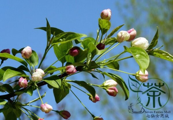 Malus Baccata, Siberian Crabapple Seed 2000 PCS, Shanjingzi - Image 3