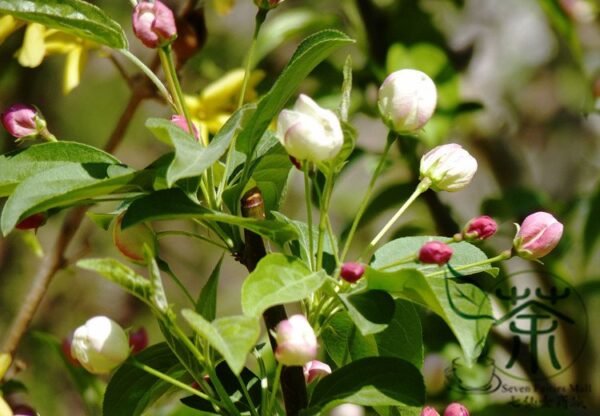 Malus Baccata, Siberian Crabapple Seed 2000 PCS, Shanjingzi - Image 4