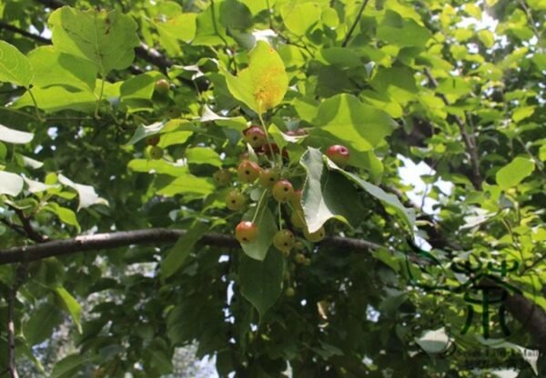 Malus Baccata, Siberian Crabapple Seed 2000 PCS, Shanjingzi - Image 5