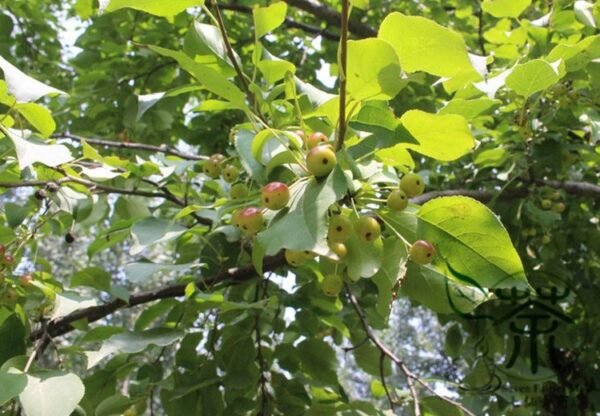 Malus Baccata, Siberian Crabapple Seed 2000 PCS, Shanjingzi - Image 7