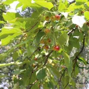 Malus Baccata, Siberian Crabapple Seed 2000 PCS, Shanjingzi