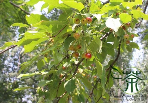 Malus Baccata, Siberian Crabapple Seed 2000 PCS, Shanjingzi