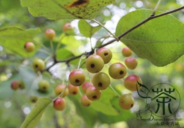 Malus Baccata, Siberian Crabapple Seed 2000 PCS, Shanjingzi - Image 8