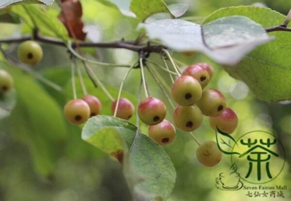 Malus Baccata, Siberian Crabapple Seed 2000 PCS, Shanjingzi - Image 9