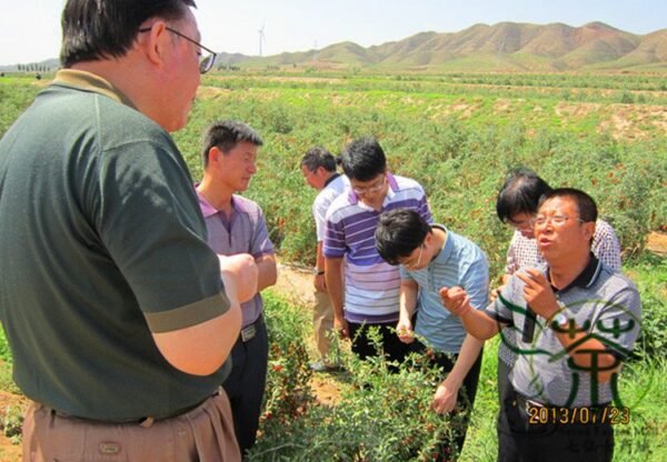 Lycium Barbabarum, Goji Berry Wolfberry Seed 2000 PCS, Gouqi - Image 6