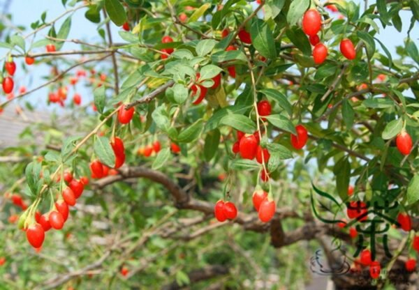 Lycium Barbabarum, Goji Berry Wolfberry Seed 2000 PCS, Gouqi - Image 7