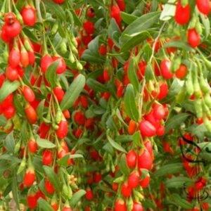 Lycium Barbabarum, Goji Berry Wolfberry Seed 2000 PCS, Gouqi