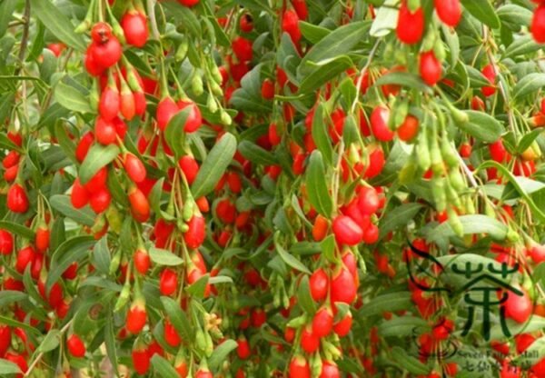 Lycium Barbabarum, Goji Berry Wolfberry Seed 2000 PCS, Gouqi