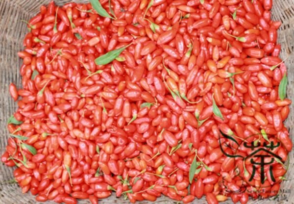 Lycium Barbabarum, Goji Berry Wolfberry Seed 2000 PCS, Gouqi - Image 9