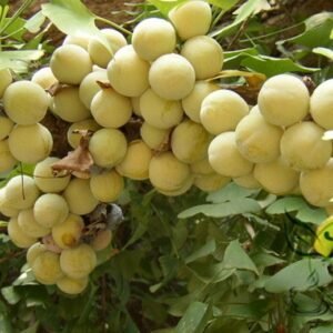 Ginkgo Biloba, Maidenhair Tree Seed 50 PCS, Ginkgo Gingko Yinxing