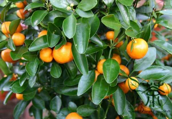 Fortunella Margarita, Kumquat Cumquats Seed 500 PCS, Golden Tangerine Jinju - Image 9