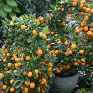 Fortunella Margarita, Kumquat Cumquats Seed 500 PCS, Golden Tangerine Jinju