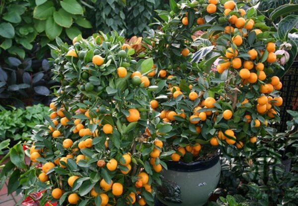 Fortunella Margarita, Kumquat Cumquats Seed 500 PCS, Golden Tangerine Jinju