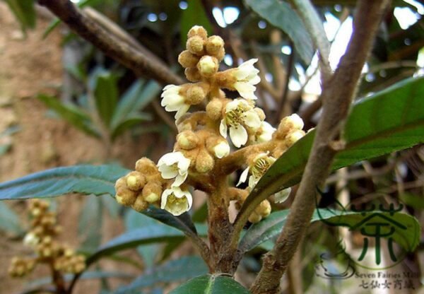 Eriobotrya Japonica, Chinese Plum Loquat Seed 50 PCS, Japanese Medlar Pipa - Image 5