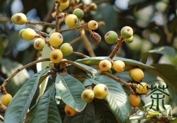 Eriobotrya Japonica, Chinese Plum Loquat Seed 50 PCS, Japanese Medlar Pipa - Image 7