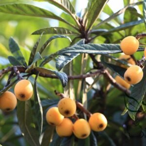 Eriobotrya Japonica, Chinese Plum Loquat Seed 50 PCS, Japanese Medlar Pipa