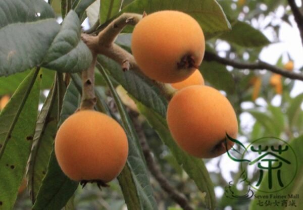 Eriobotrya Japonica, Chinese Plum Loquat Seed 50 PCS, Japanese Medlar Pipa - Image 8