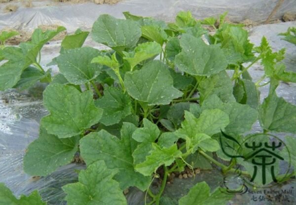 Dudaim Melon, Queen Anne’s Melon Seed 1000 PCS, Lvtiangua - Image 6