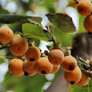 Diospyros Lotus, Lilac Persimmon Seed 300 PCS, Date-plum Junqianzi